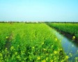 Thủ tục chuyển mục đích sử dụng đất cho người chưa được cấp sổ đỏ