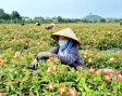 Sơn Tây tập trung xây dựng nông thôn mới nâng cao, kiểu mẫu